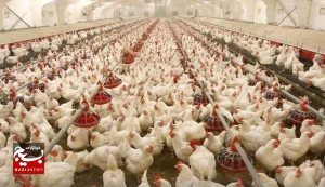 واگذاری اراضی ملی برای اجرای طرح مرغداری گوشتی در مسجدسلیمان
