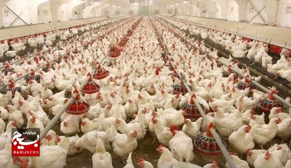 واگذاری اراضی ملی برای اجرای طرح مرغداری گوشتی در مسجدسلیمان