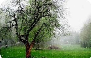 باز باران با ترانه …. ✍️علی عظیمی کیا